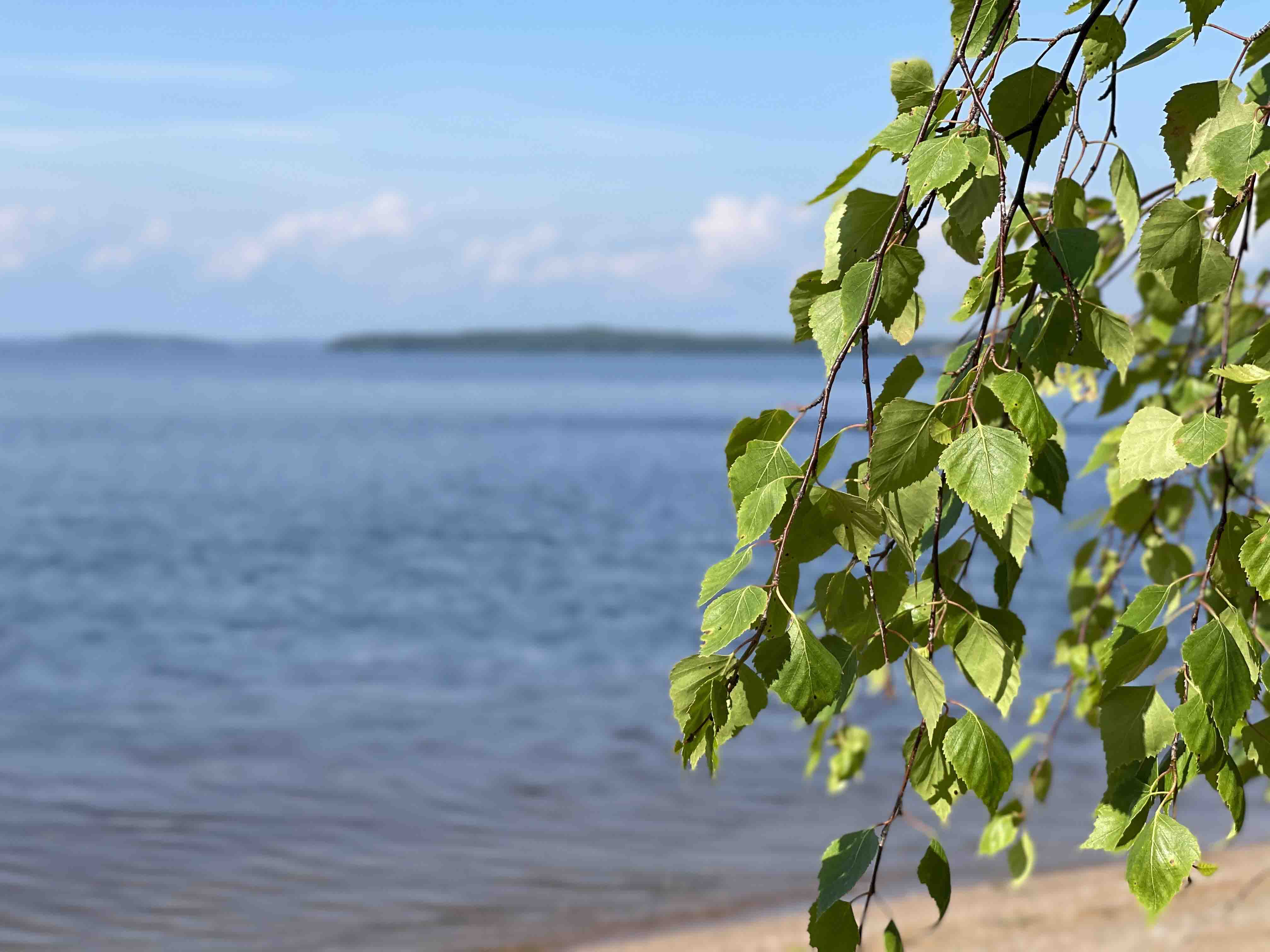 One birch by the shore of Lake Saimaa.